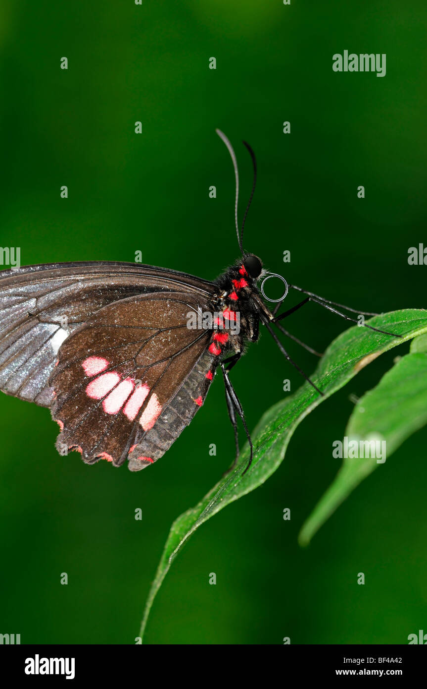 Transandean Cattleheart (Parides Iphidamas) tropischer Schmetterling ruht auf einem Blatt Seite Ansicht Profil schwarz rot Stockfoto