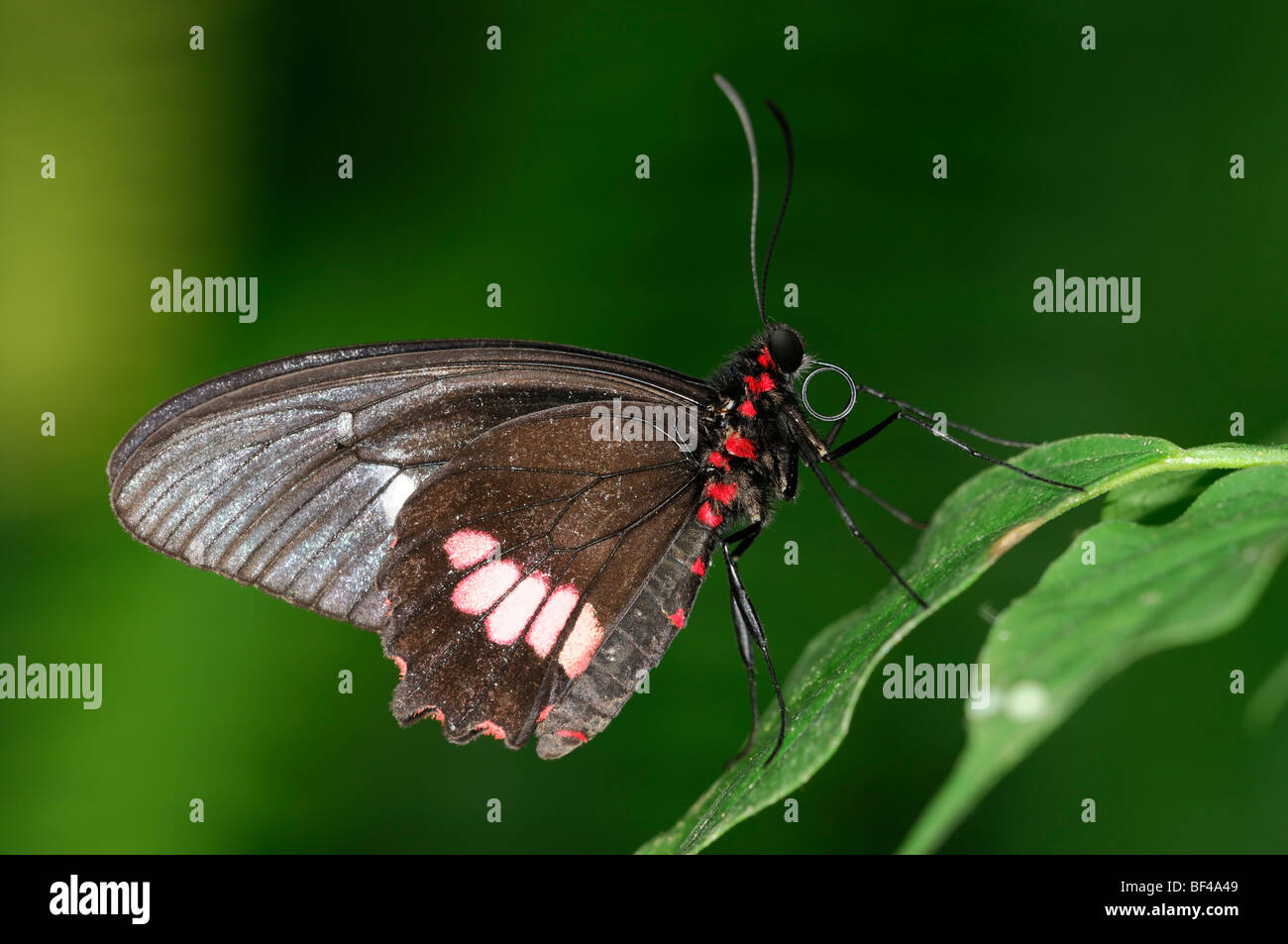Transandean Cattleheart (Parides Iphidamas) tropischer Schmetterling ruht auf einem Blatt Seite Ansicht Profil schwarz rot Stockfoto