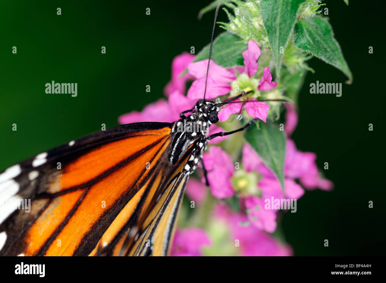 Monarchfalter (Danaus Plexippus) tropischen Futter Fütterung Getränk trinken Nektar orange schwarzen Streifen Stockfoto