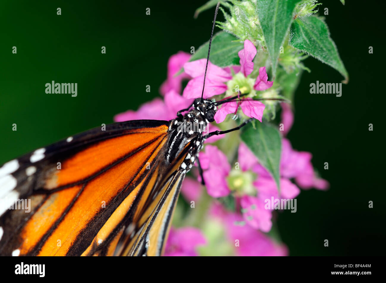 Monarch (Danaus Plexippus) tropischer Schmetterling Getränk trinken Futter Fütterung Nektar orange schwarzen Streifen Stockfoto