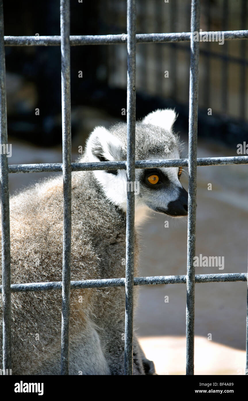 Katta (Lemur Catta) im Käfig Stockfoto