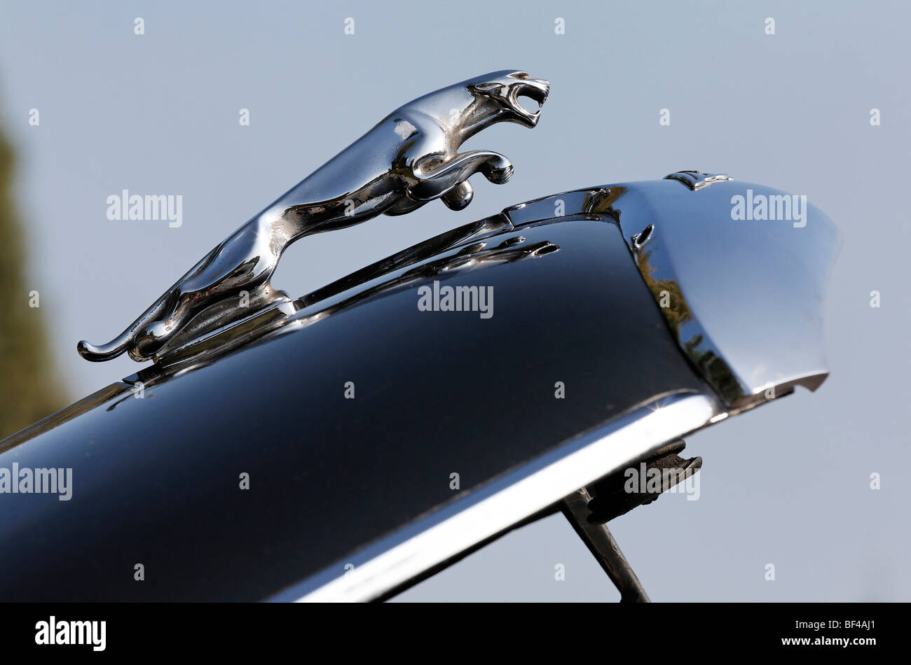 Jaguar Kühlerfigur auf eine offene Haube, Oldtimer Jaguar Mark VIII Stockfoto