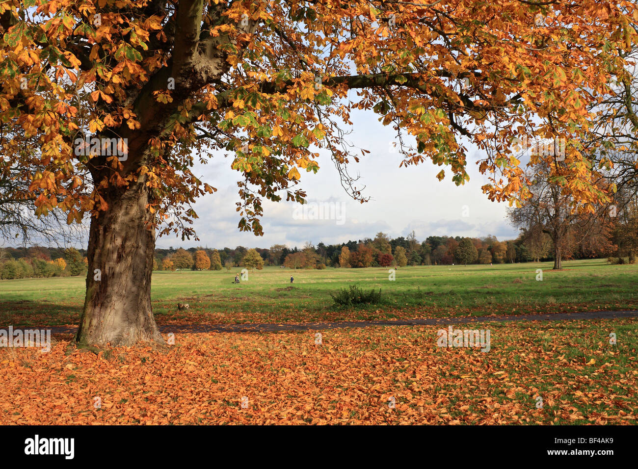 Herbstfärbung bei Nonsuch Park, Cheam, Surrey, England, UK. Stockfoto