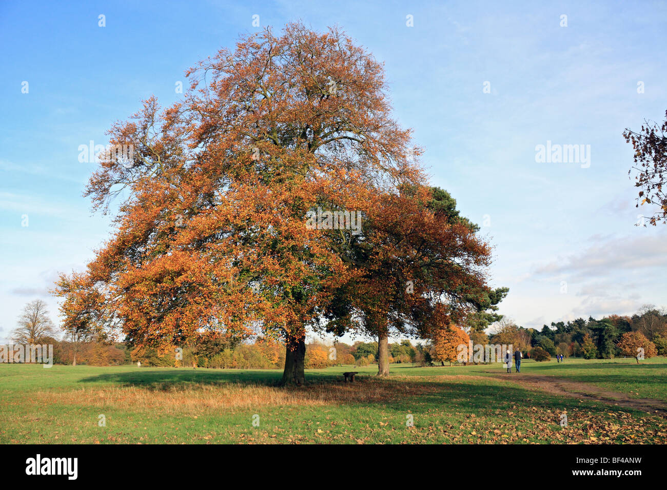 Herbstfärbung bei Nonsuch Park, Cheam, Surrey, England, UK. Stockfoto