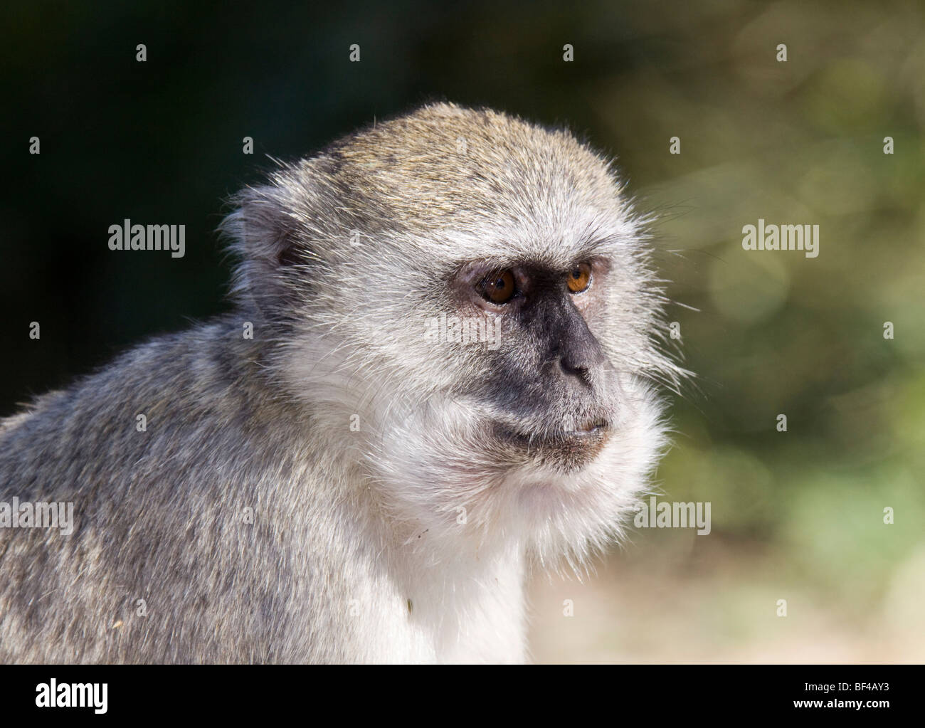 Vervet Affen oder Green Monkey (grüne Aethiops), Moremi Game Reserve, Botswana, Afrika Stockfoto