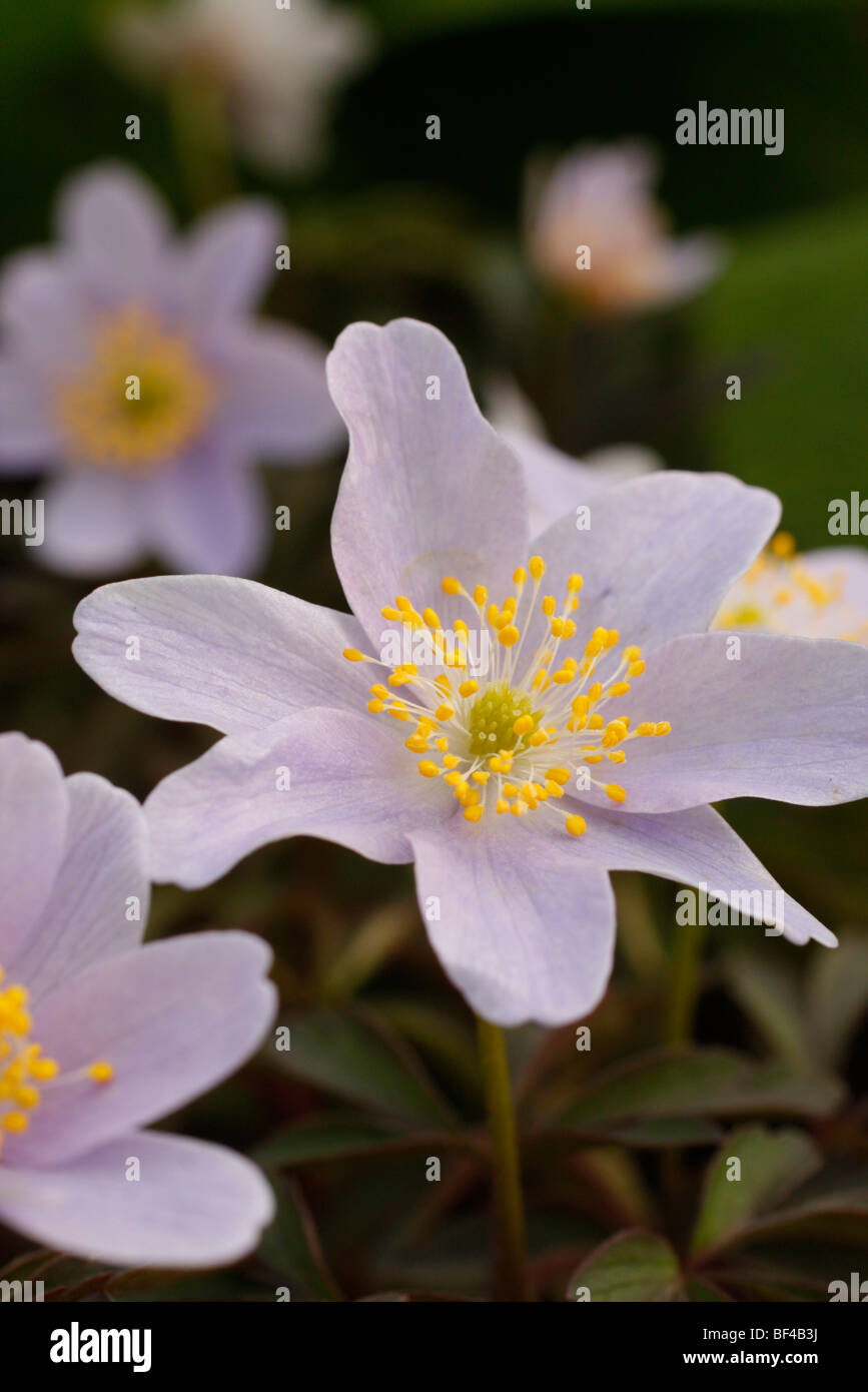 Anemone Nemorosa 'Robinsoniana' AGM Stockfoto