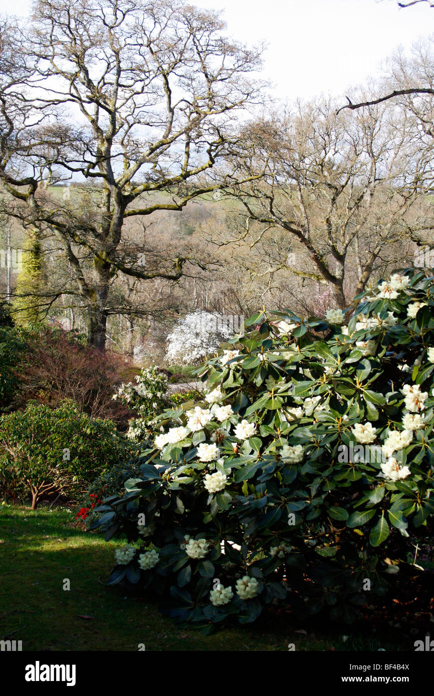 Rhododendron Macabeanum Embley Form in Sherwood, Newton St Cyres, Devon Stockfoto