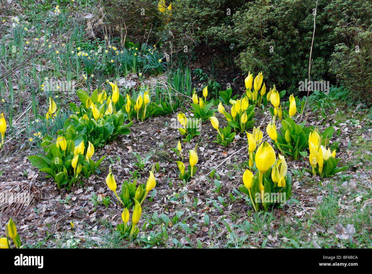 Lysichiton Americanus AGM Stockfoto