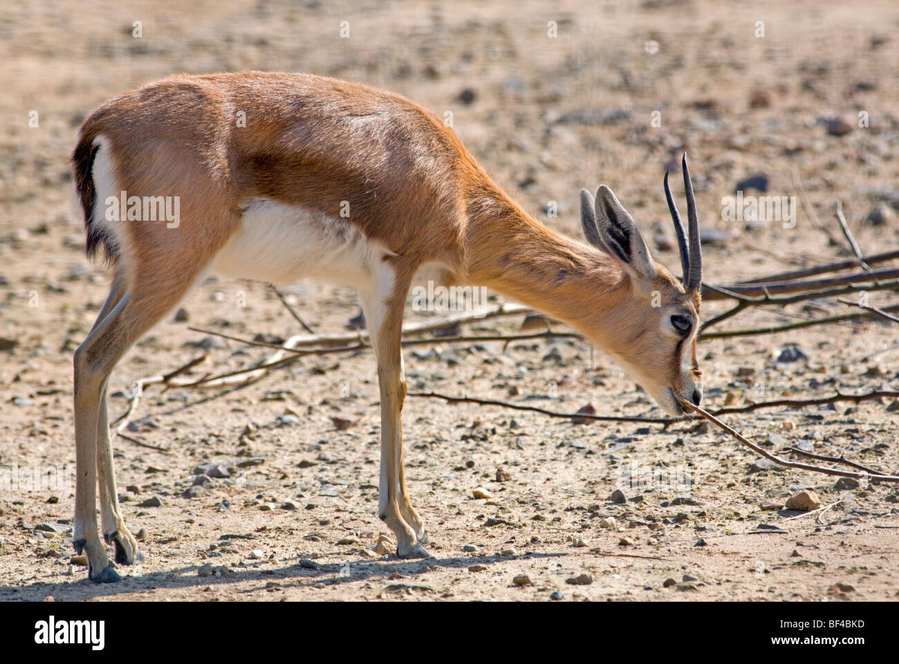 Dorcas Gazelle (Gazella Dorcas Neglecta) Stockfoto
