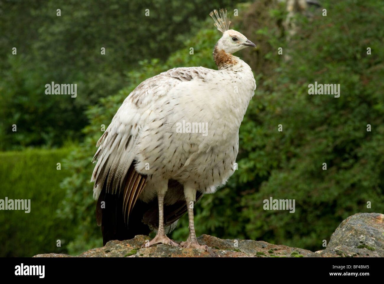 Pfauenhennen, Pavo Cristatus. Stockfoto