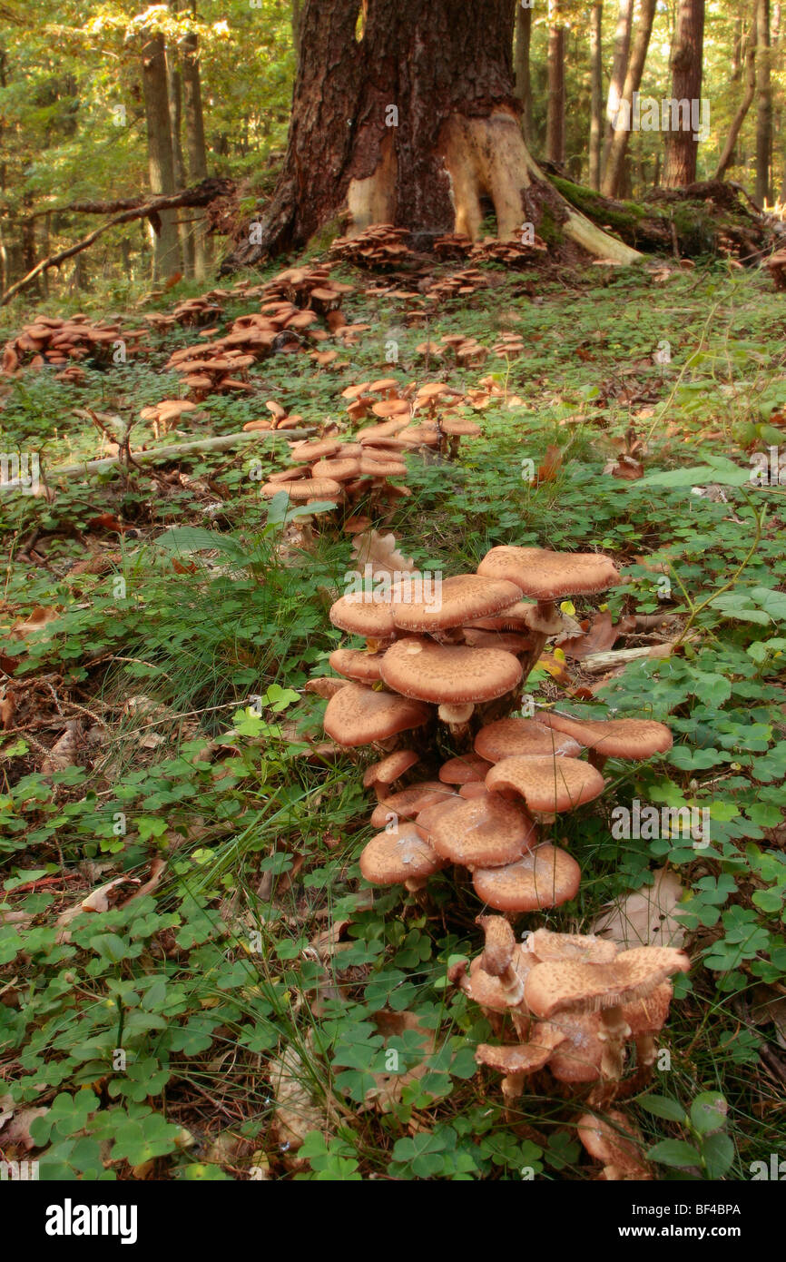 Hallimasch (Armillaria Mellea), Wald-Pest und beliebter Speisepilz Stockfoto