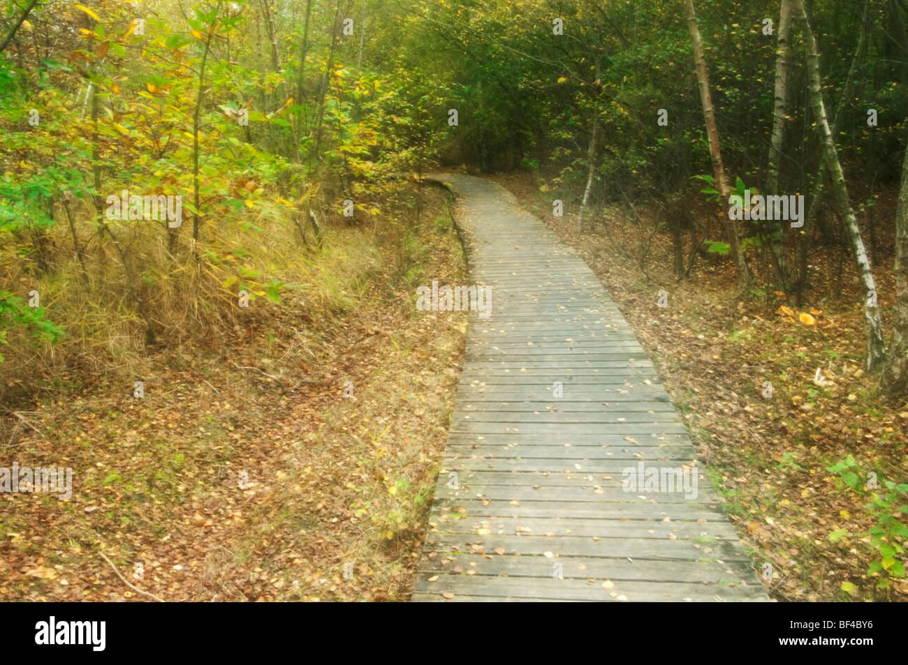 Boardwalk durch Laubwälder Wald im Herbst, Kent, England. Stockfoto