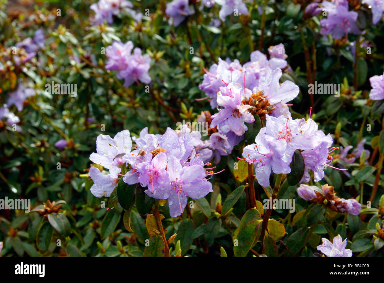 Rhododendron 'Blue Diamond' Stockfoto