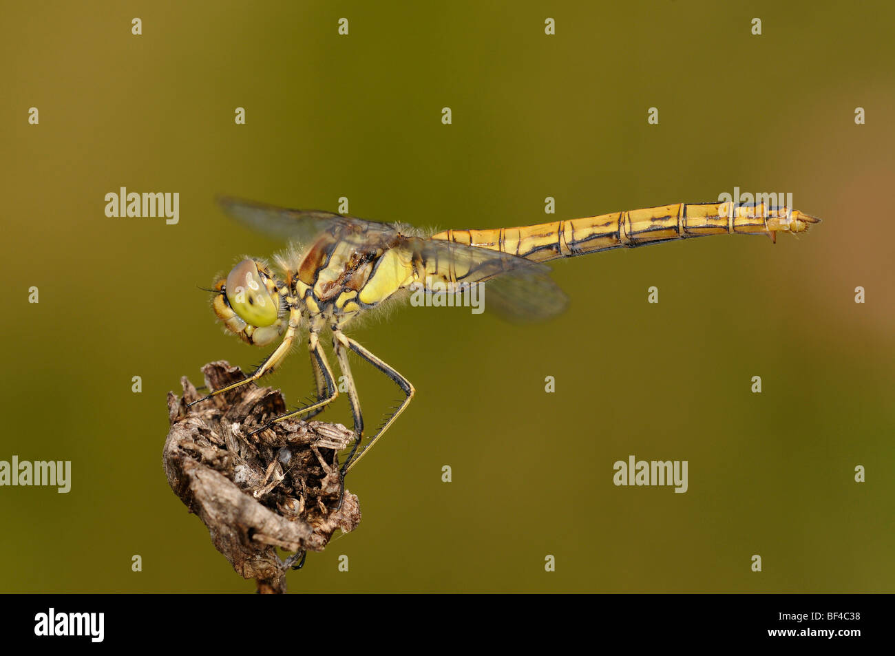 Vagrant Darter (Sympetrum Vulgatum) Stockfoto