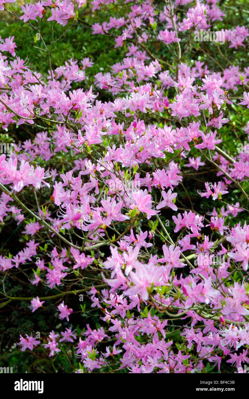 Rhododendron reticulatum Stockfoto