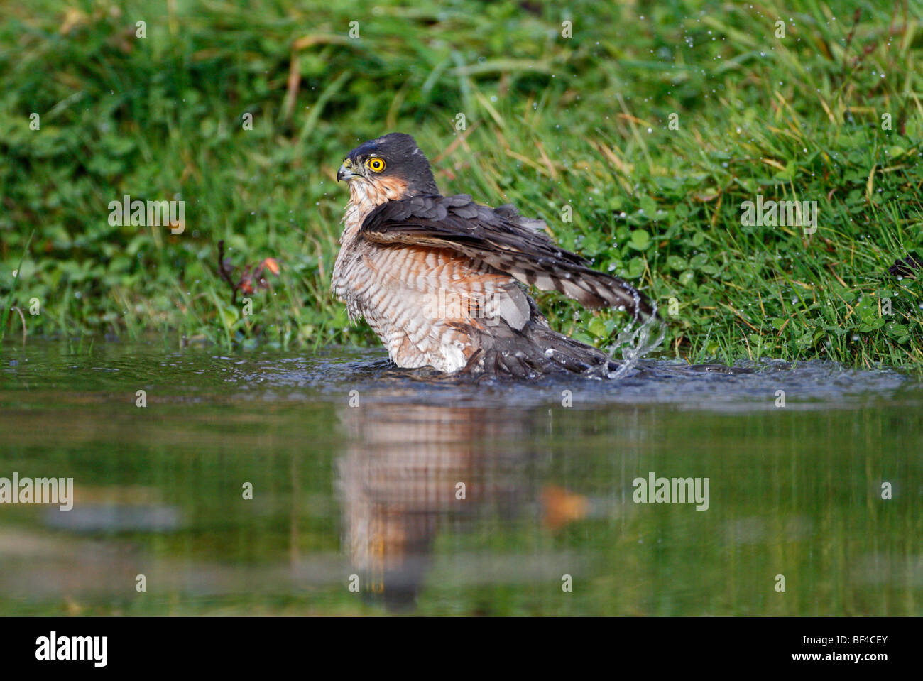 Sparrowhawk Accipiter Nissus Baden Stockfoto