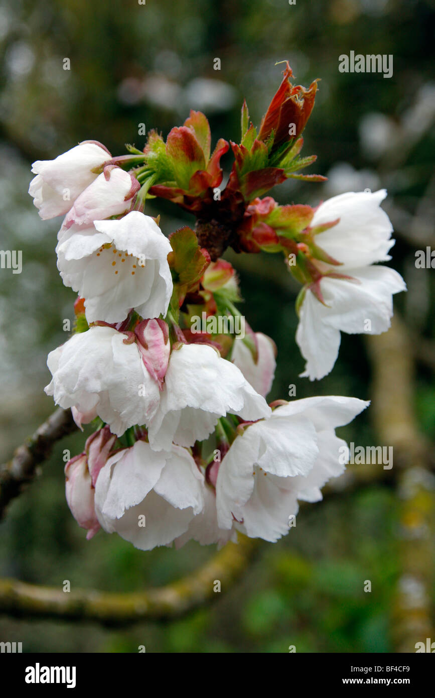 Prunus 'Taihaku' AGM die große weiße Kirsche Stockfoto