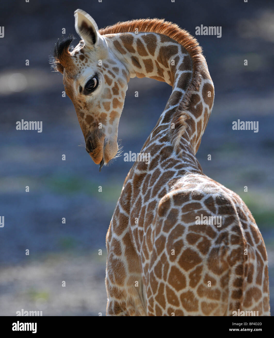 Somalische Giraffe (Giraffa Plancius Reticulata), juvenile Stockfoto