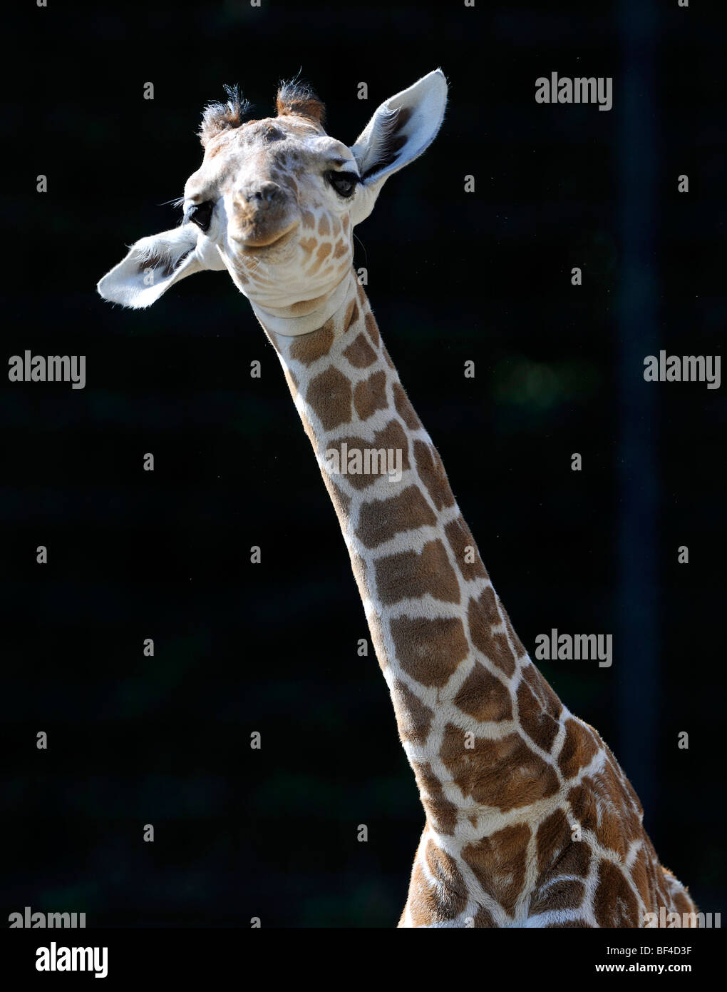 Somalische Giraffe (Giraffa Plancius Reticulata), juvenile, portrait Stockfoto