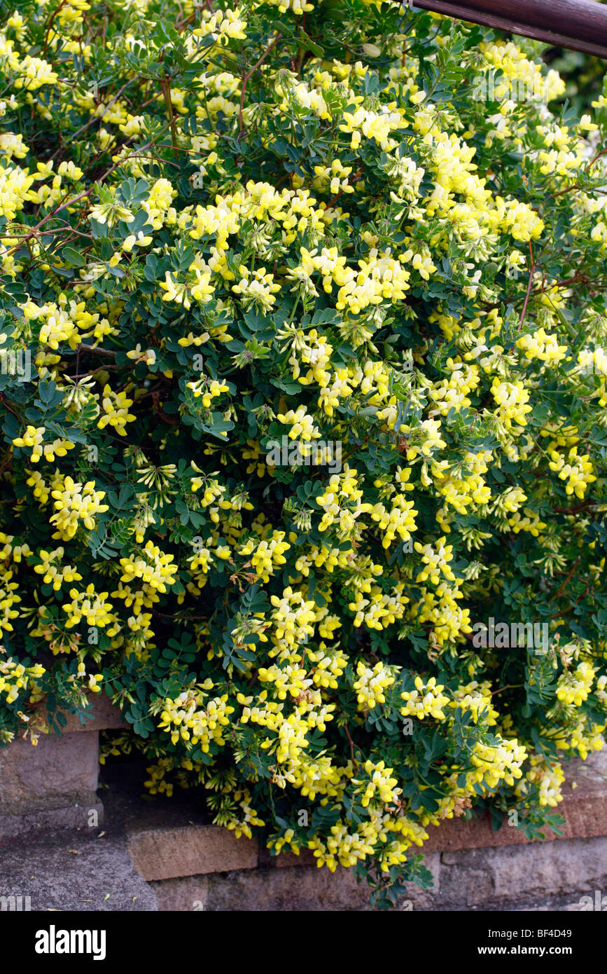 Coronilla Valentina Subsp Glauca 'Citrina' AGM Stockfoto