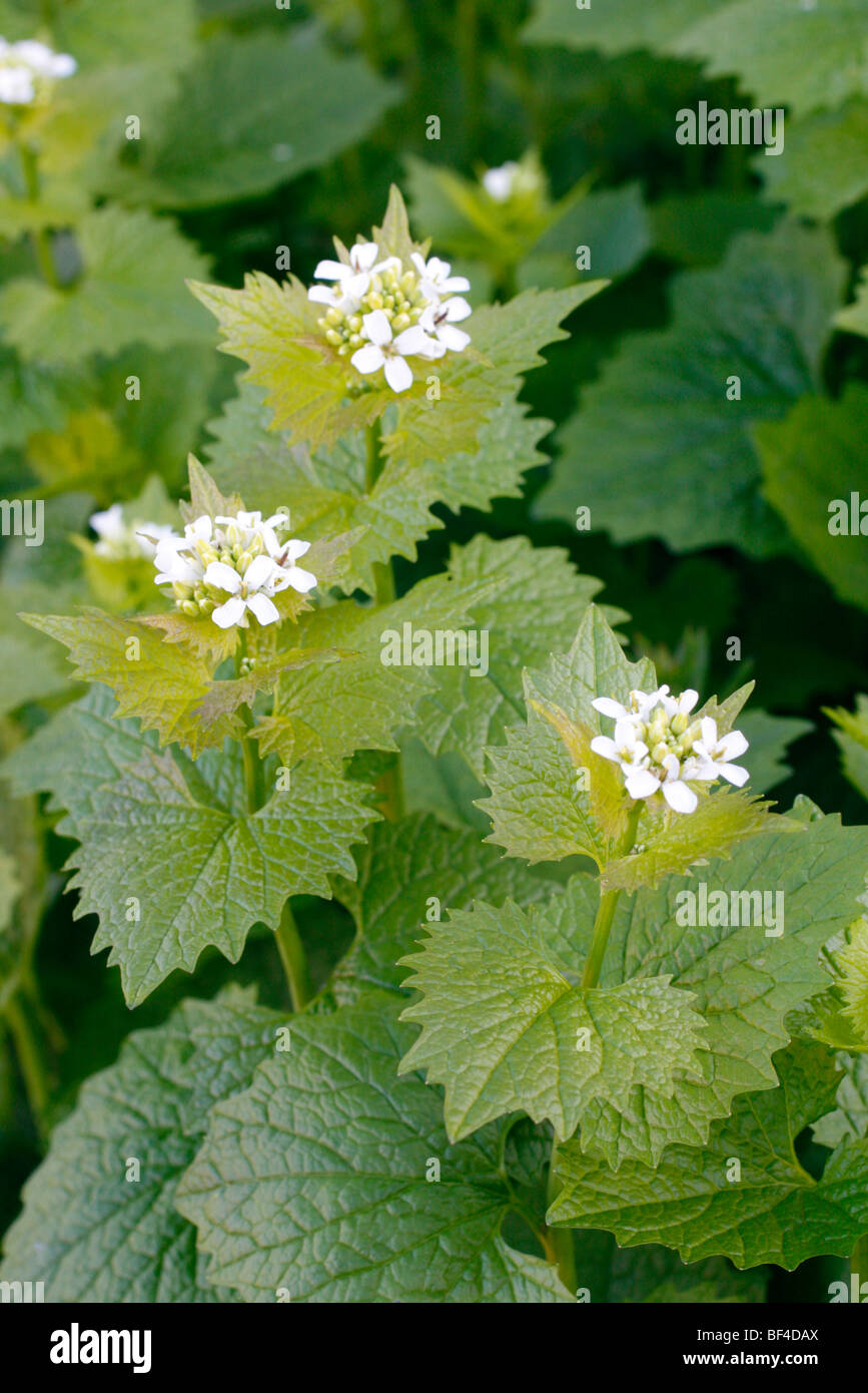 Jack-von-der-Hecke oder Knoblauchsrauke Alliaria petiolata Stockfoto