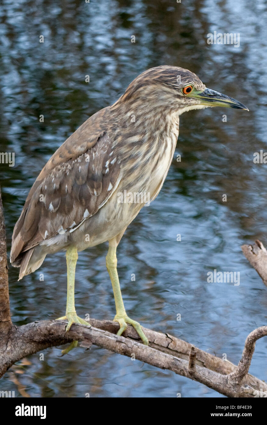 Unreife schwarz gekrönt Nachtreiher (Nycticorax Nycticorax) Stockfoto