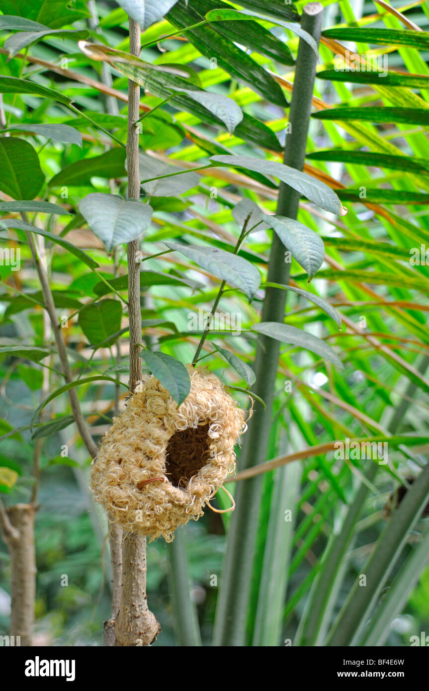 Vogelnest auf Baum Stockfoto