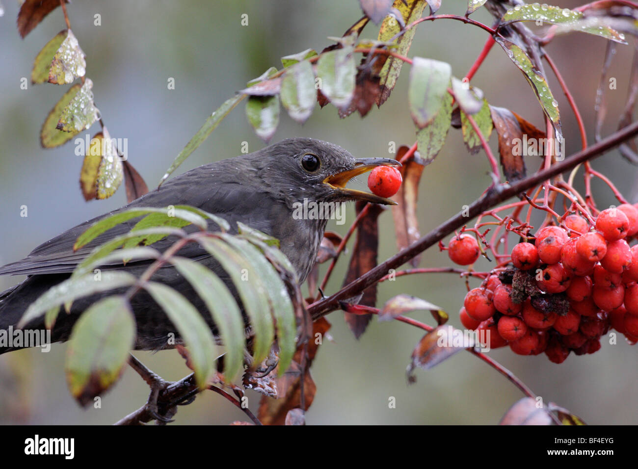 Amsel (Turdus Merula) Essen Vogelbeeren (Europäische Rowan, Sorbus Aucuparia) Stockfoto