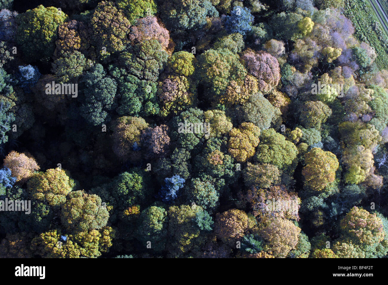 Eine Luftaufnahme der Bäume in Herbstfarben in Schottland Stockfoto