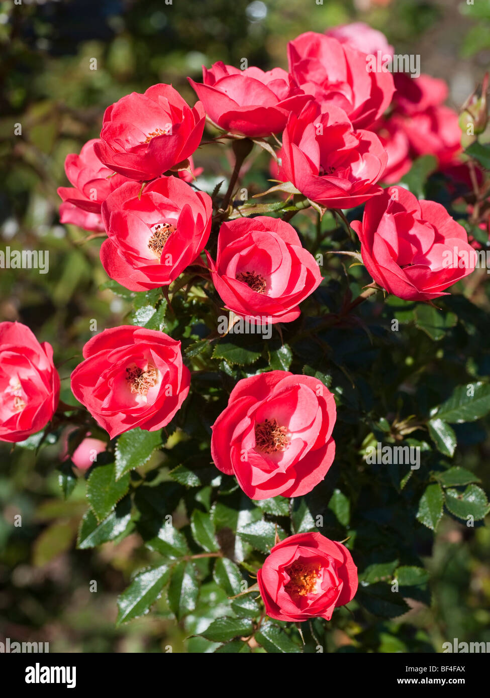Rose - Linda, Miniatur, rote Blüten Stockfoto
