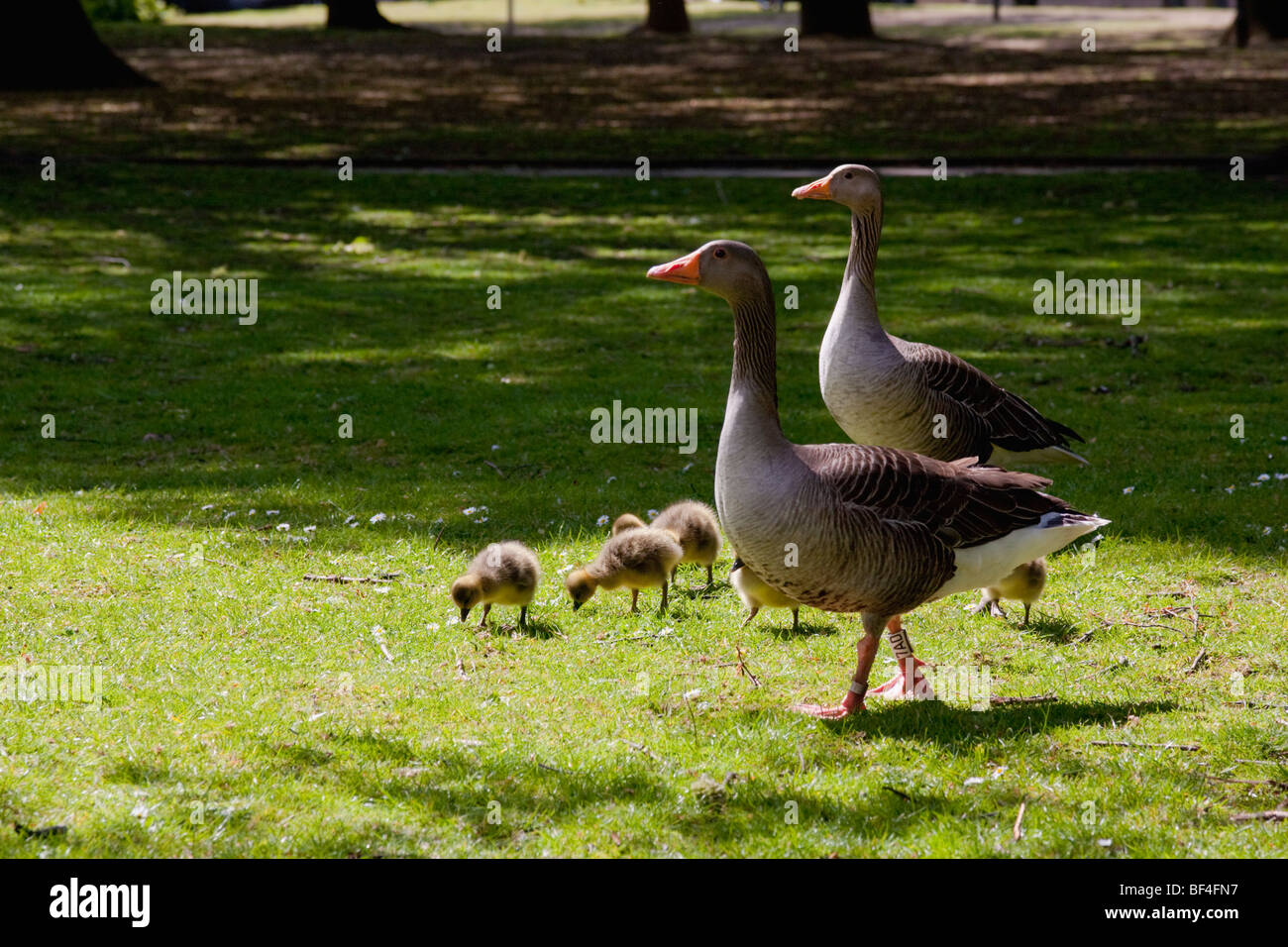 Zwei Gänse mit Gänsel in York, England. Stockfoto