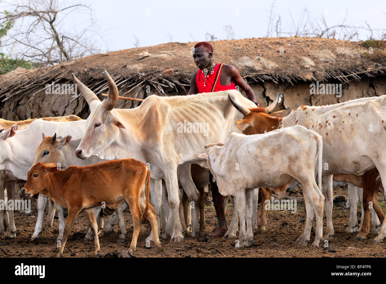 Maasai Vieh im Dorf direkt vor dem Hotel das Maasai Mara Spiel erhalten zeigen die Auswirkungen der anhaltenden Dürre in Ostafrika. Stockfoto