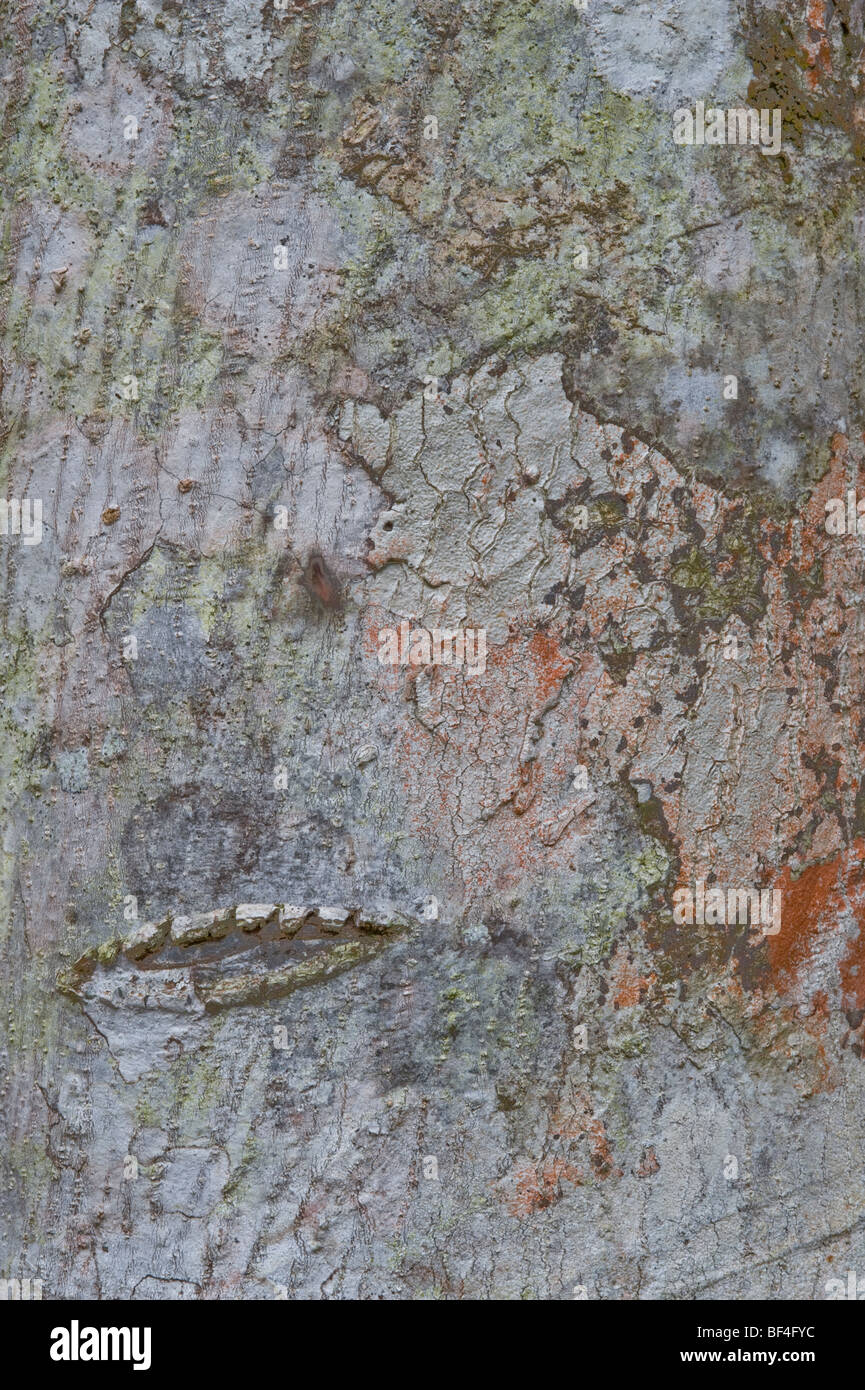 GreenHeart (Chlorocardium Rodiei) close-up Rinde Iwokrama Rainforest Reserve Guayana Schild Guyana in Südamerika Oktober Stockfoto