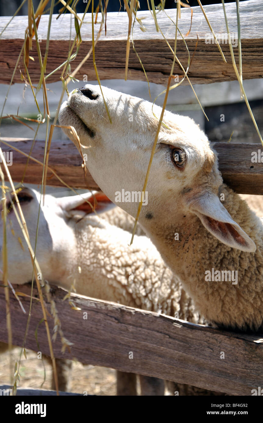 Schafe, die kleben Kopf durch Zaun Stockfoto