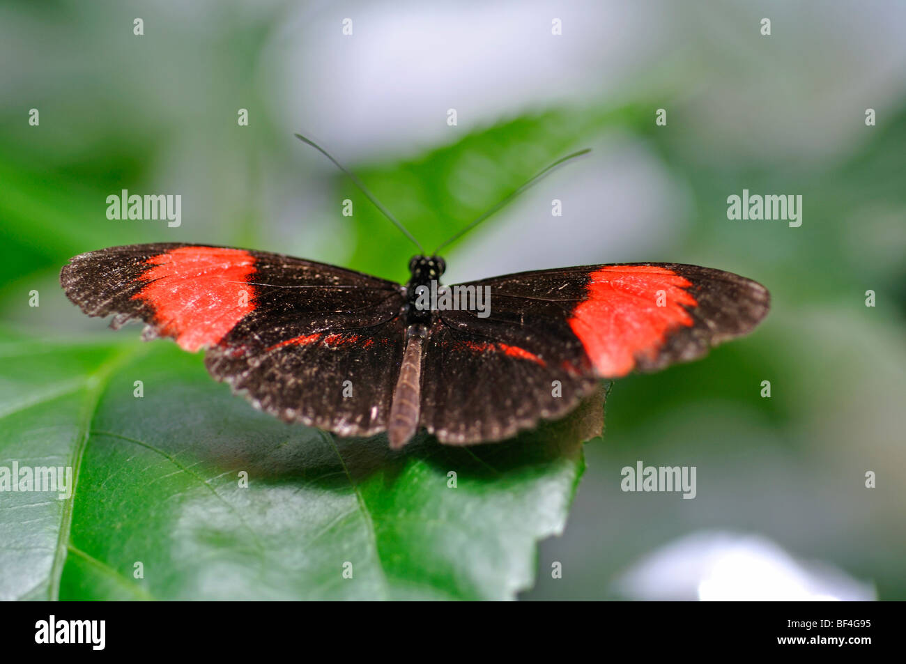 Heliconius Erato Schmetterling, aka kleine Postbote, Red Passion Blume Schmetterling, Crimson-Patched bei Stockfoto