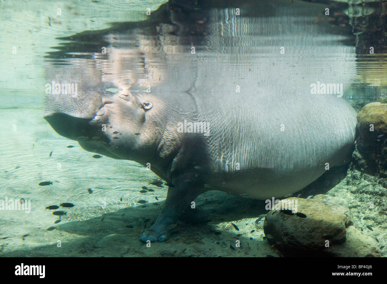 Flusspferd (Hippopotamus Amphibius), Busch Gardens, Tampa, Florida, USA Stockfoto