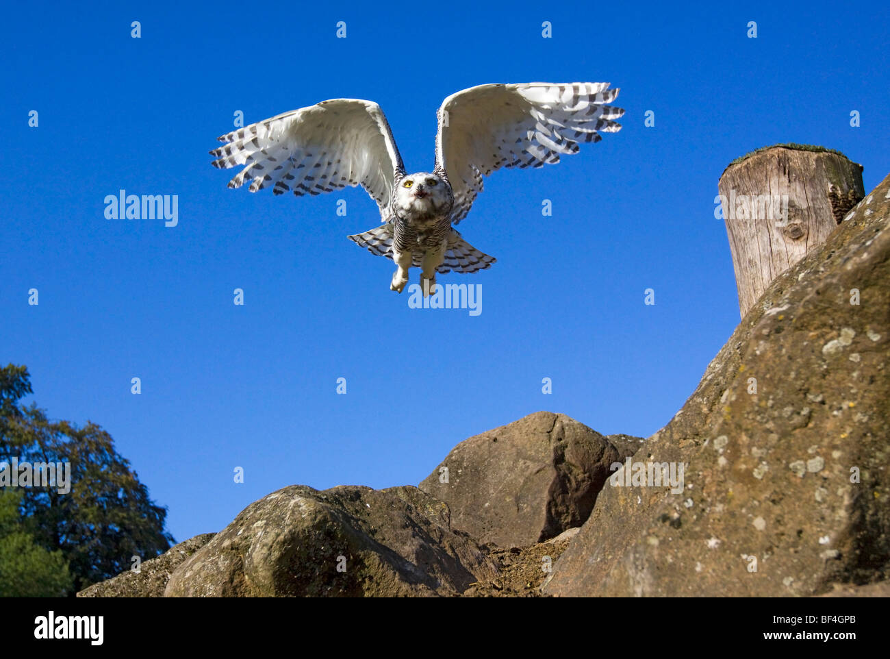 Junge Schnee-Eule (Bubo Scandiacus, Nyctea Scandiaca) Stockfoto
