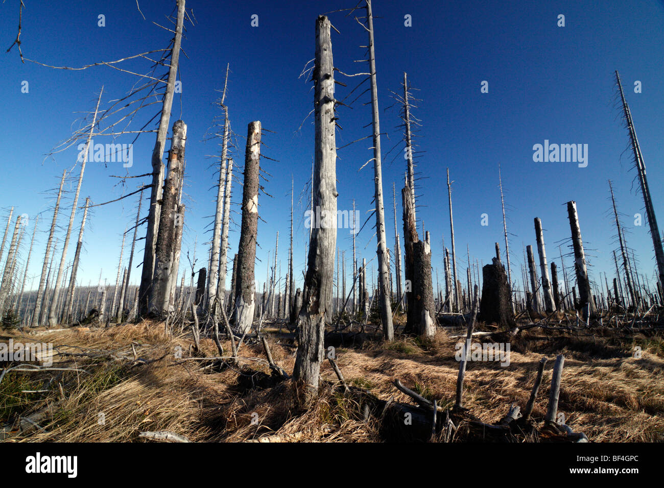 Wald in den Nationalpark Bayerischer Wald (Bayern, Deutschland) diese Bäume von der Borkenkäfer getötet wurden zerstört. Stockfoto
