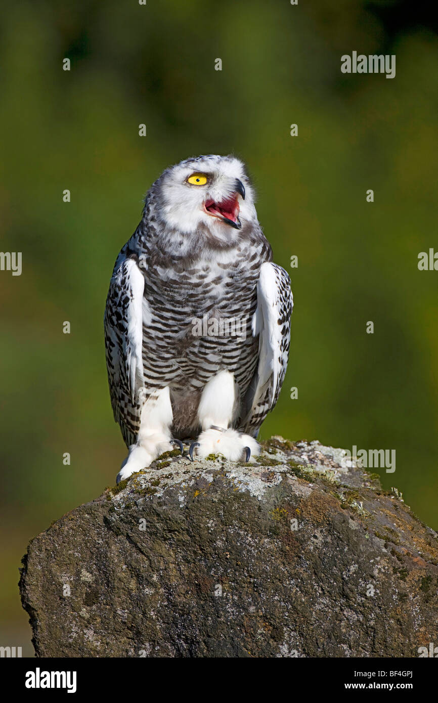 Junge Schnee-Eule (Bubo Scandiacus, Nyctea Scandiaca) Stockfoto