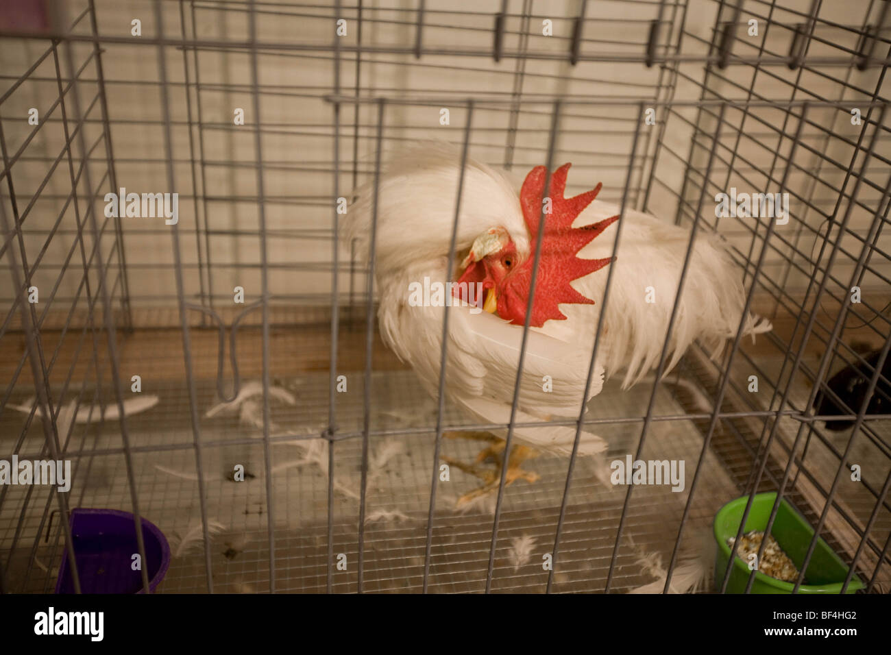 Weißer Hahn mit einem roten Kamm im Käfig für eine jurierte Ausstellung in einem State Fair Stockfoto