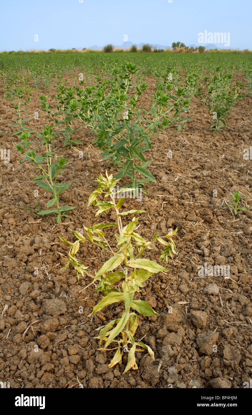 Ein Trockengebieten Saflor Ernte, die Frühlingsregen abhängig war, die Keimung leidet unter Dürre kommen nicht / California. Stockfoto