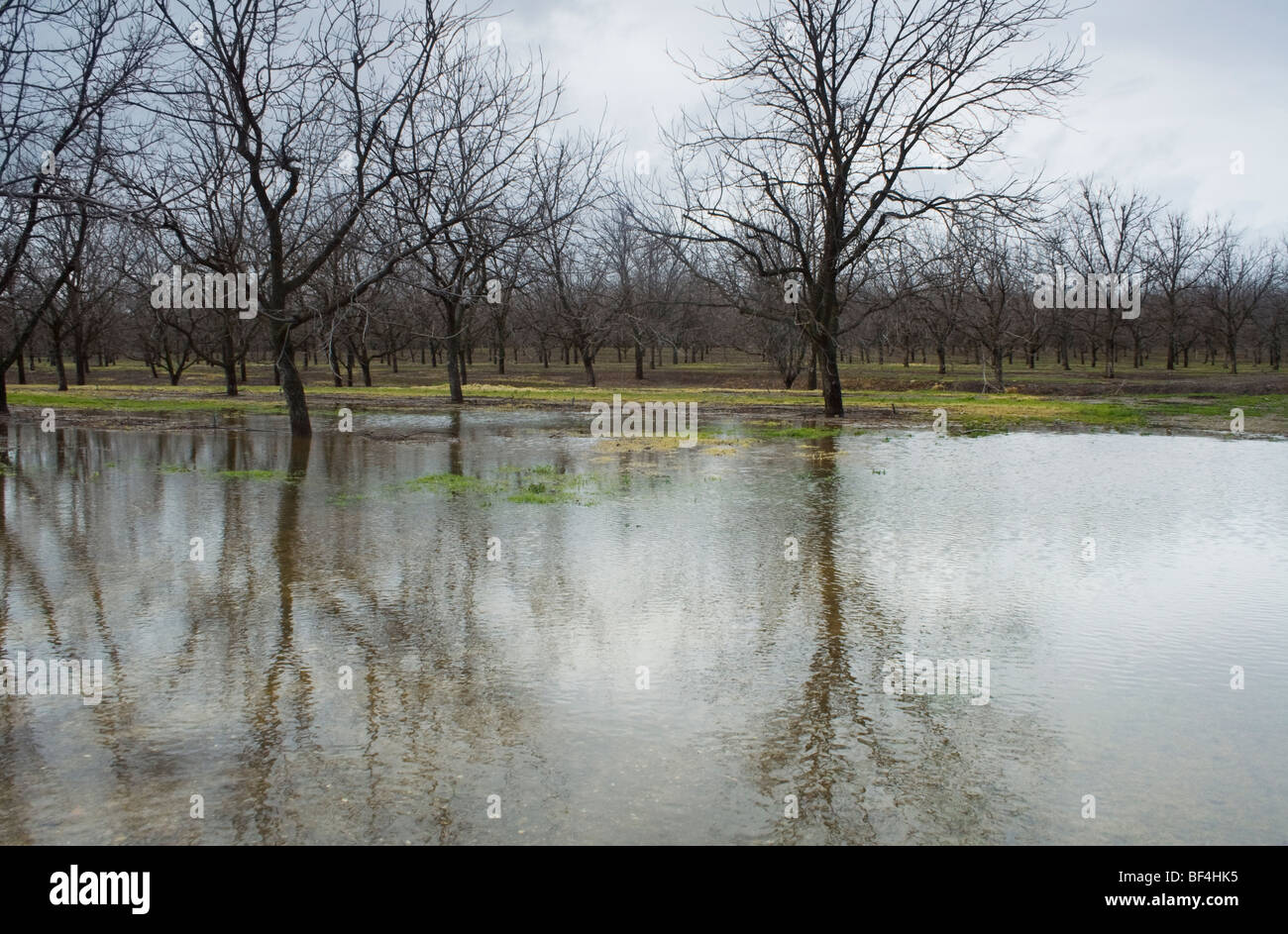 Landwirtschaft - überfluteten Pecan Obstgarten nach Starkregen Januar / in der Nähe von Corning, Kalifornien, USA. Stockfoto