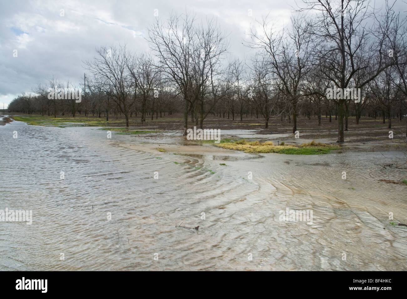 Landwirtschaft - überfluteten Pecan Obstgarten nach Starkregen Januar / in der Nähe von Corning, Kalifornien, USA. Stockfoto