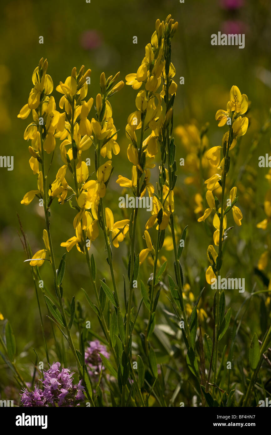 Dyer's Greenweed, Genista Tinctoria in alten Grünland Stockfoto