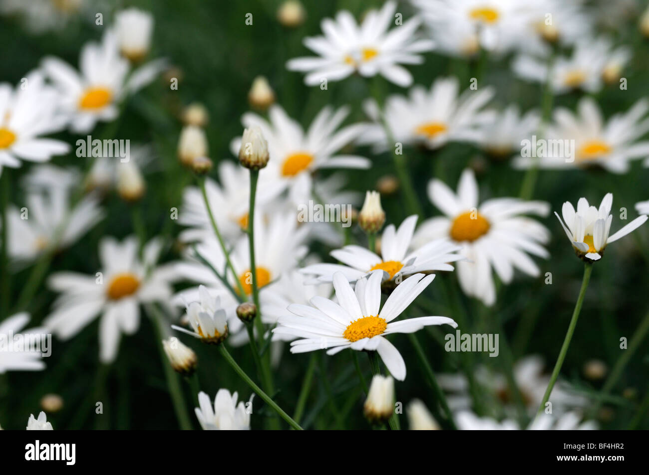 Argyranthemum Frutescens weiße Margerite Daisy zarte Staude Stockfoto