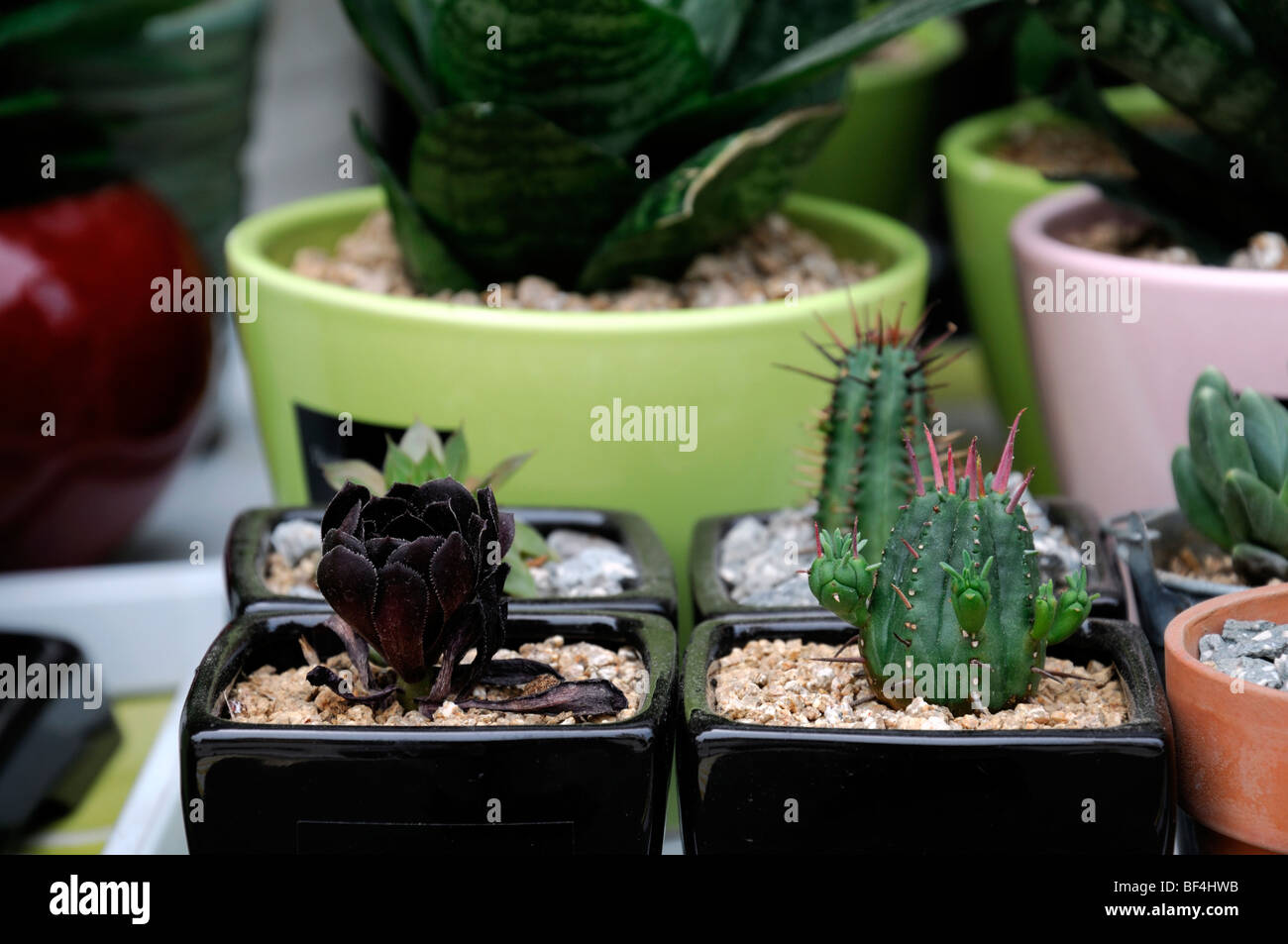 Anzeige der kleinen Kaktus Kakteen Topf Topfpflanzen Töpfe Sukkulenten für Verkauf im freien Stockfoto