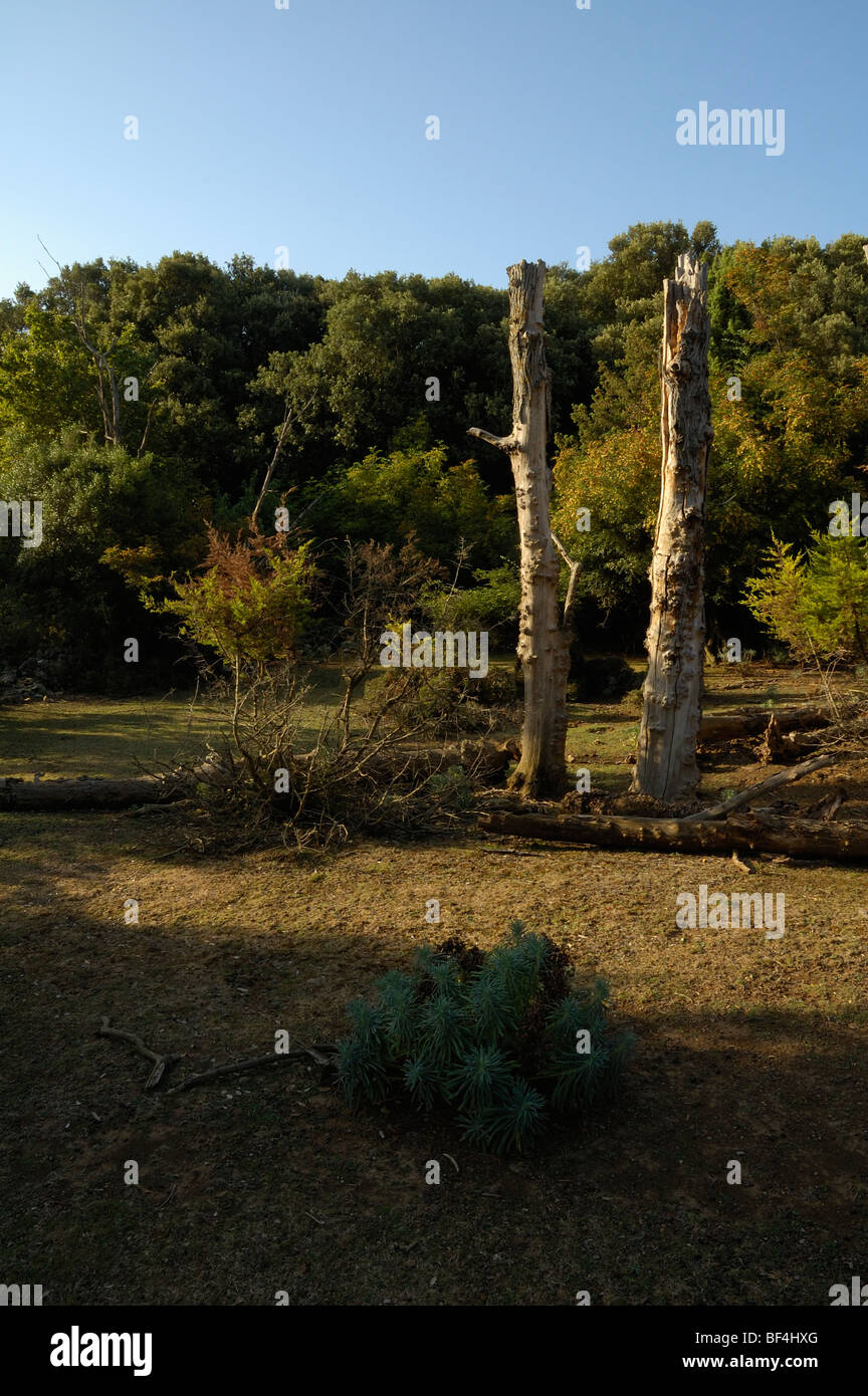 Lichtung mit ausgetrocknet Bäume, Punta Križa (Punta Kriza), Insel Cres, Kroatien, Europa Stockfoto