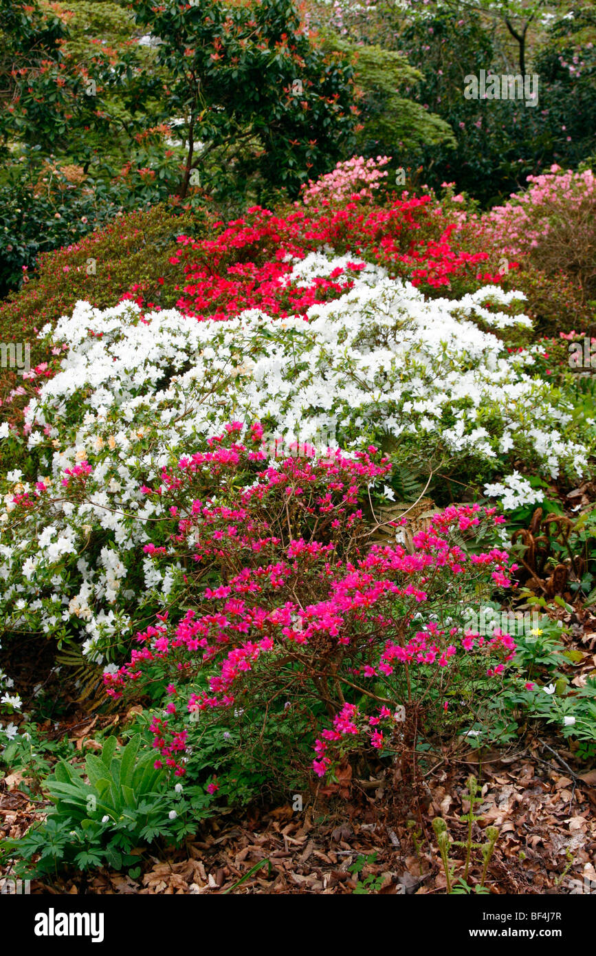 Japanische Azaleen mit Rhododendron 'Amoenum' im Vordergrund Stockfoto