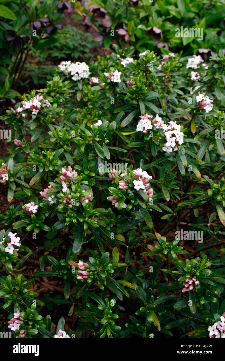 Daphne X transatlantica 'Blafra' (ewige Duft) Stockfoto