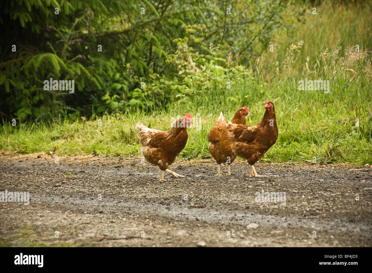 Drei braune Freiwechselhühner, die auf einem Feldweg in der britischen Landschaft unterwegs sind. Stockfoto